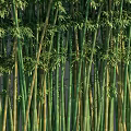 Tall Bamboo Stalks With Lush Green Leaves And Varying Heights In Natural Grove Setting
