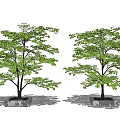 Two Outdoor Decorative Arbor Trees With Lush Green Foliage In Square Concrete Planters
