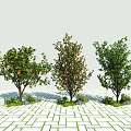 Three Arbor Trees With Different Leaves And Fruits On White Brick Ground Against Light Sky