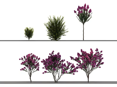 Decorative Arbor Trees With Purple Flowers In Various Sizes And Green Foliage 3d model