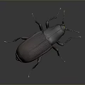 Shiny Dark Beetle With Orange Tipped Legs On Gray Gradient Background 3d model