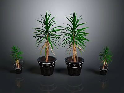 Indoor Green Leafy Dracaena Plants with Two Large and Two Small Black Pots 3d model