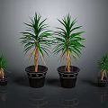 Indoor Green Leafy Dracaena Plants with Two Large and Two Small Black Pots