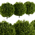 Lush Green Bushes With Dense Foliage And Different Heights For Garden Landscaping