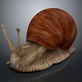 Snail With Brown Spiral Shell And Light Brown Body On Dark Background 3d model