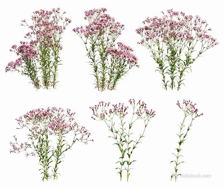 Pink Small Flowers with Green Stems and Leaves Isolated on White Background Multiple Plant Arrangements 3d model 