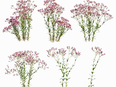 Pink Small Flowers with Green Stems and Leaves Isolated on White Background Multiple Plant Arrangements 3d model