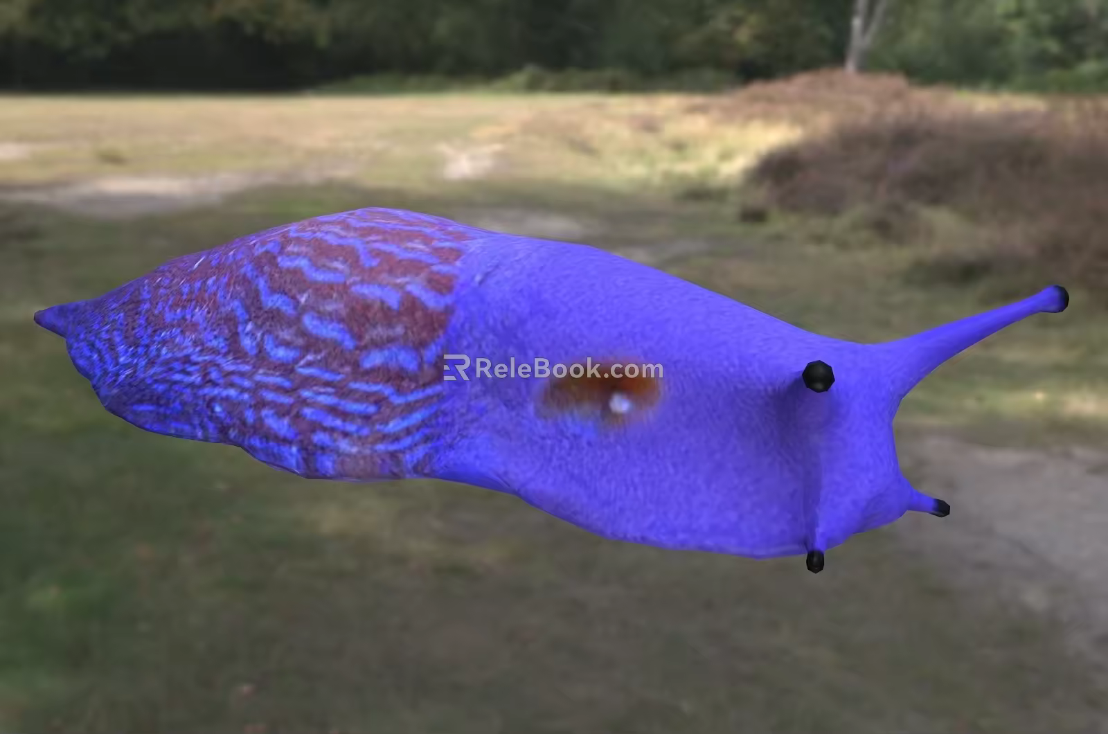 Carpathian blue slug 3d model