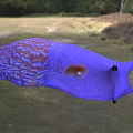 Carpathian blue slug 3d model