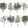 Various Arbor Trees Displaying Diverse Foliage Shapes and Growth Patterns 3d model