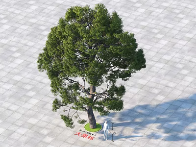 Large Camphor Tree Standing On Square Paved Ground With Person And Shadow 3d model