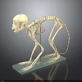 Complete Animal Skeleton Anatomical Model Displaying Skull Spine Limb Bones on Green Base