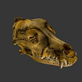 Detailed Animal Skull Specimen With Natural Bone Structure On Black Background