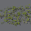 Dense Green Plants With Small Leaves And Natural Shadow On Gray Background