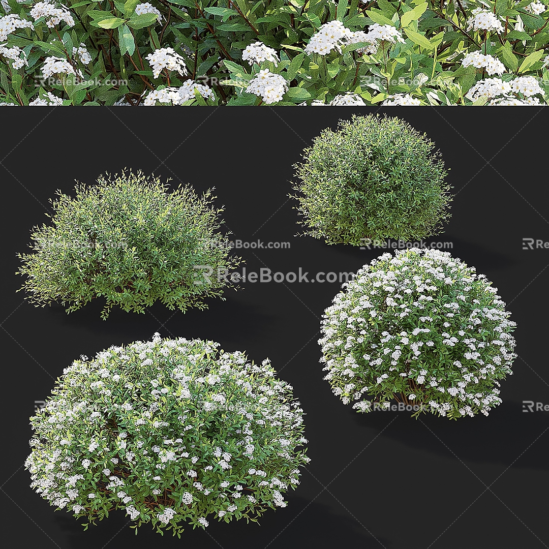 Spiraea bush hedge 3d model