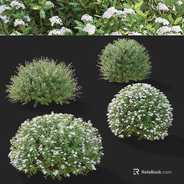 Lush Bushy Shrubs With White Flowers And Round Green Garden Foliage 3d model 