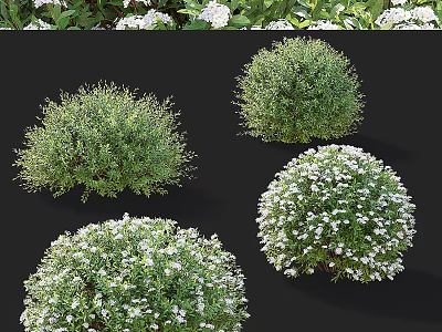 Lush Bushy Shrubs With White Flowers And Round Green Garden Foliage 3d model