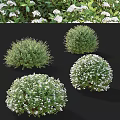 Lush Bushy Shrubs With White Flowers And Round Green Garden Foliage