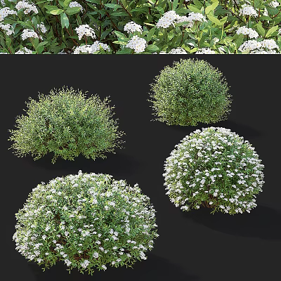 Lush Bushy Shrubs With White Flowers And Round Green Garden Foliage 3d model