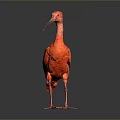 Red bird with long beak standing on smooth black surface against gray gradient background