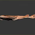 Orange Red Ray with Flat Body and Dark Spots on Black Background Showing Reflection