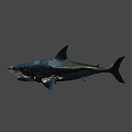 Realistic 3D Shark Model With Open Mouth And Detailed Skin Texture