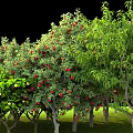 Lush Fruit Trees With Red Yellow Fruits And Green Leaves Growing On Grassy Land