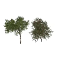 Ornamental Fruit Tree Decorative Set With Lemon Apple Pomegranate And Green Foliage