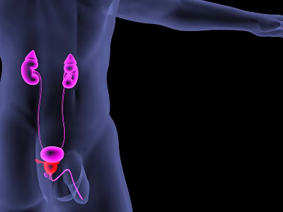 3D Medical Device Visualizing Human Urinary System Anatomical Organs 3d model