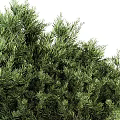 Vibrant Lush Green Evergreen Shrubs With Dense Bushy Foliage For Landscaping