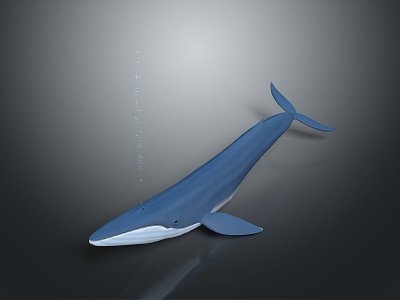 whale cartoon whale mammal marine mammal marine animal fish freshwater fish marine fish model