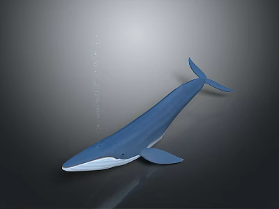 Realistic Blue Whale 3D Model with Smooth Body on Gray Background 3d model Realistic Blue Whale 3D Model with Smooth Body on Gray Background 3d model