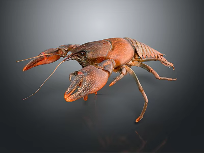 Reddish Brown Crayfish with Extended Claws and Long Antennae Isolated on Dark Reflective Background 3d model