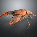 Reddish Brown Crayfish with Extended Claws and Long Antennae Isolated on Dark Reflective Background