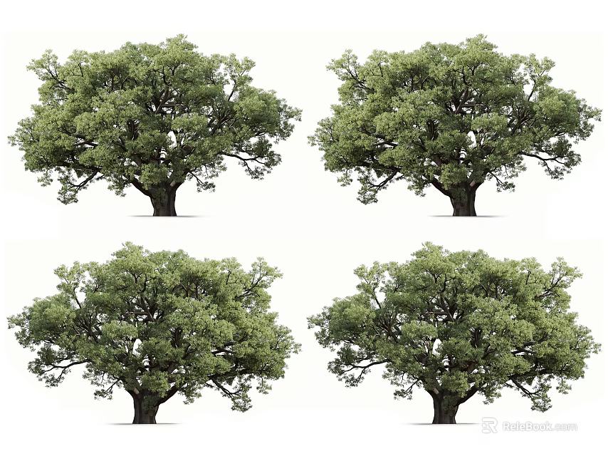 Lush Arbor Trees with Dense Green Canopy and Strong Trunk in Four Views 3d model 