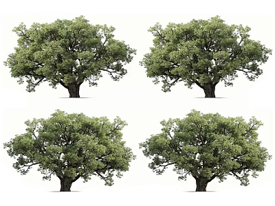 Lush Arbor Trees with Dense Green Canopy and Strong Trunk in Four Views 3d model
