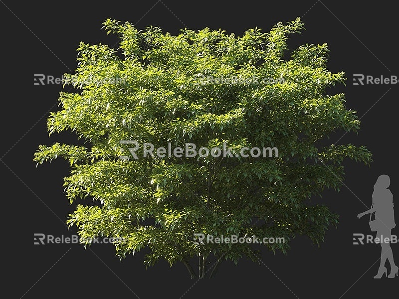 Kunlan Trees Ornamental Trees Landscape Trees Garden Trees Small Trees Shrubs Cushion Shrubs Ornamental Shrubs Courtyard Shrubs 3d model