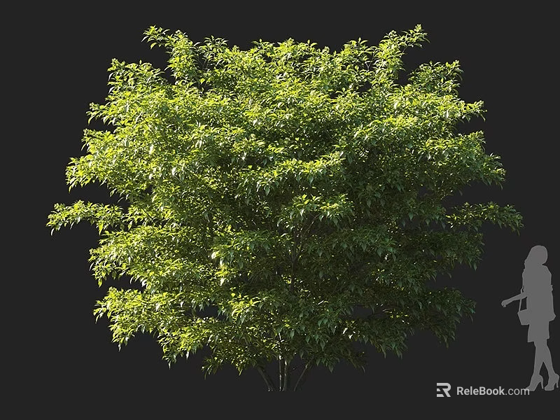 Dense Evergreen Shrub With Lush Green Foliage Vibrant Leaves And Human Silhouette For Scale 3d model 