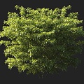 Kunlan Trees Ornamental Trees Landscape Trees Garden Trees Small Trees Shrubs Cushion Shrubs Ornamental Shrubs Courtyard Shrubs 3d model