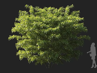 Dense Evergreen Shrub With Lush Green Foliage Vibrant Leaves And Human Silhouette For Scale 3d model
