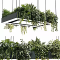Modern Hanging Chandelier Decorated With Trailing Green Plants For Interior Design