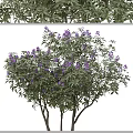 Arbor With Vibrant Purple Flowers Green Leaves And Multiple Views