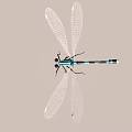 Realistic Blue Dragonfly With Transparent Wings And Black Stripes Isolated On Plain Background