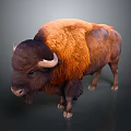 Majestic Brown and Orange Buffalo with Thick Fur and Curved Horns Standing Isolated on Gray Background