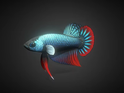 Vibrant Betta Fish With Blue Body And Red Blue Fins Isolated On Black Background 3d model