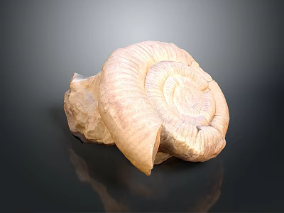 Light Brown Spiral Animal Horn With Textured Surface On Dark Background 3d model