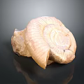 Light Brown Spiral Animal Horn With Textured Surface On Dark Background
