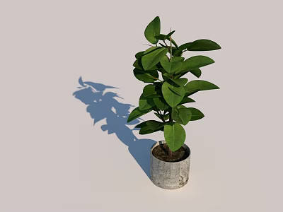 Lush Green Bonsai Potted Plant With Gray Pot And Light Background 3d model