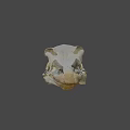 Close Up View Of Bird Skull Skeleton With Anatomical Features On Dark Background
