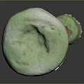 Green Mushroom Organ Structures With Hairy Edges And Labeled Stems Size 250 150